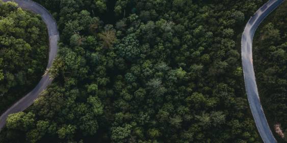 Looking down on deep green forest