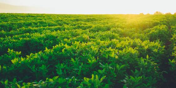 Solar panels in a field