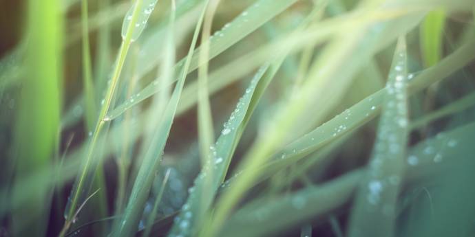 grass with dew