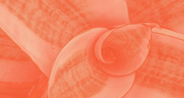 Rakon board battle shows growth in shareholder activism