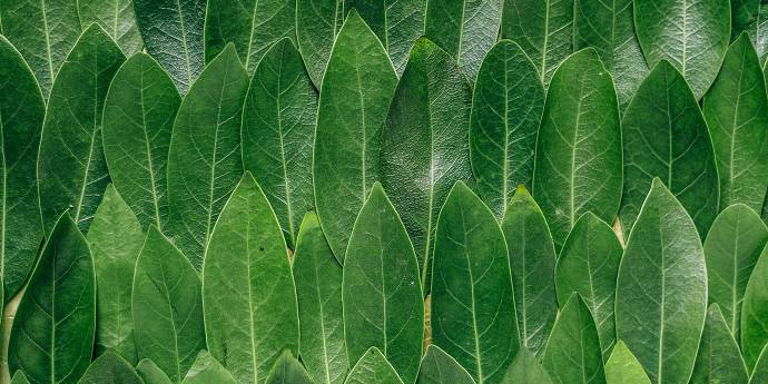 Green leaves