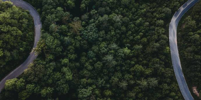 Looking down on deep green forest