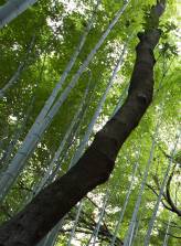 bamboo trees green