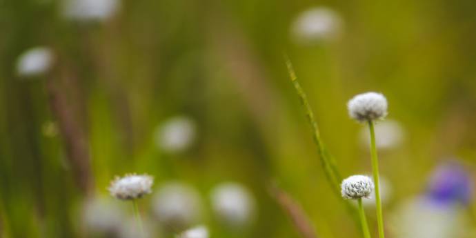 blurred white flowers and grass green 