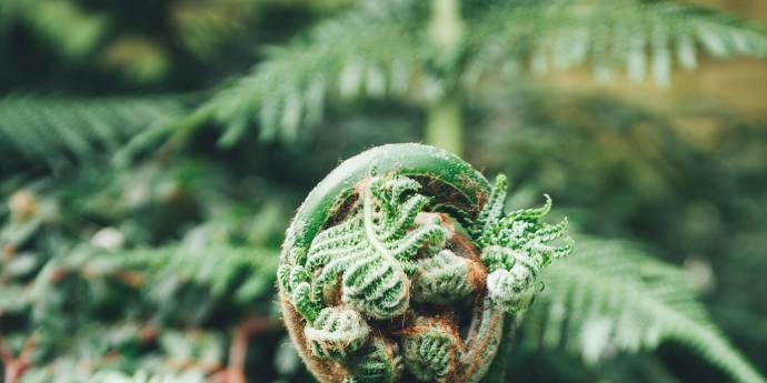 green closeup of native plants