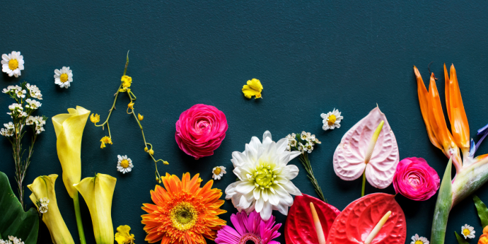 different coloured flowers