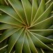 Pacific leadership: The role of connected responsibility