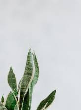 plant green spiky