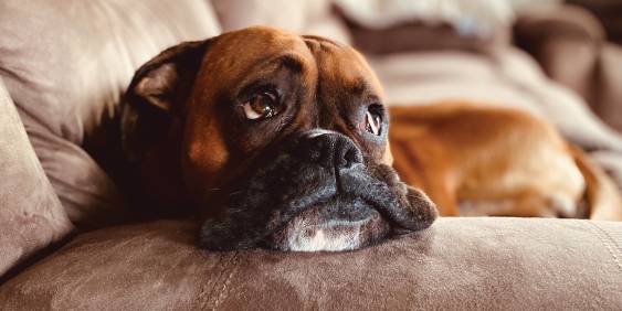Dog sitting on a couch