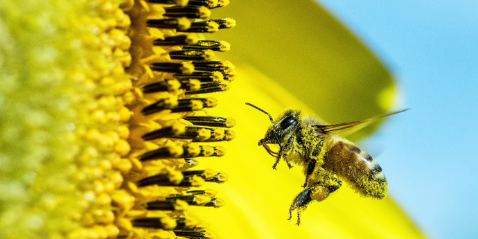 close up of bee flying to a yellow sunflower