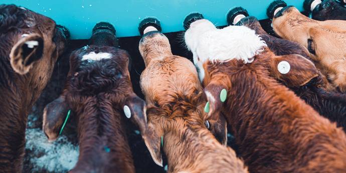 Calves feed on milk 