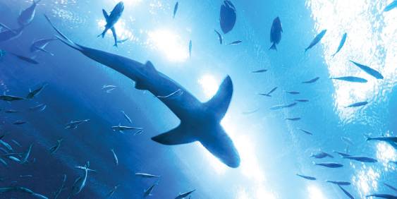 A shark swimming though a school of fish