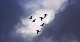 Migration made easy