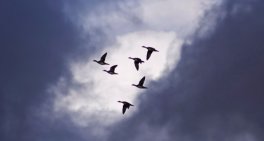 Migration made easy