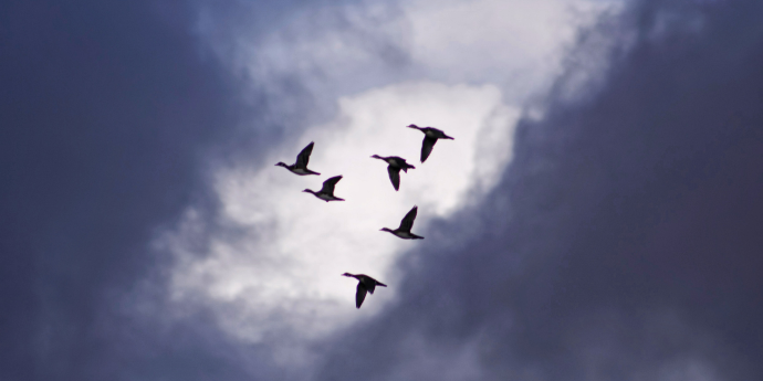 birds flying in a dark sky