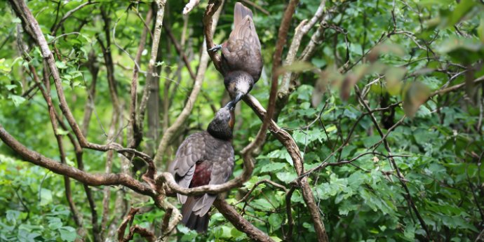 2 Kaka birds in a tree 