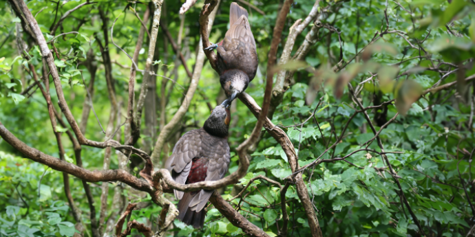 2 Kaka birds in a tree 