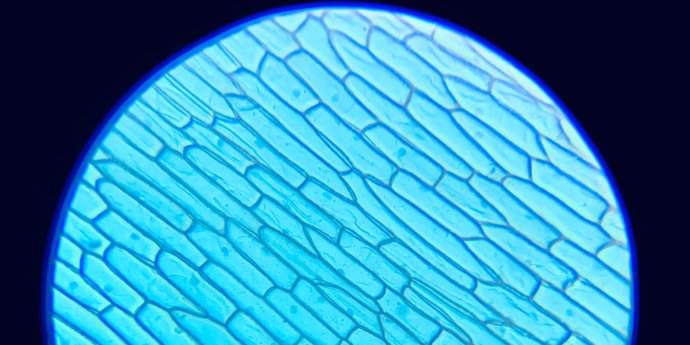 cells