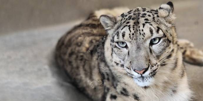Animal magnetism: Wellington Zoo takes tiger by the tail