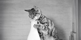 How New Zealand’s largest company delivers optimal value