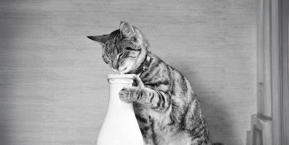 How New Zealand’s largest company delivers optimal value