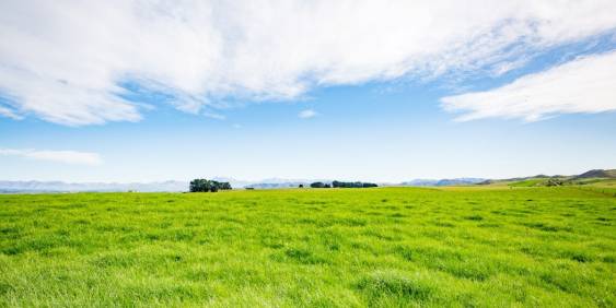 Green field