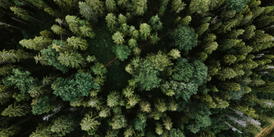 Birds eye view of trees