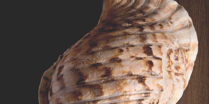 Photo of a sea shell