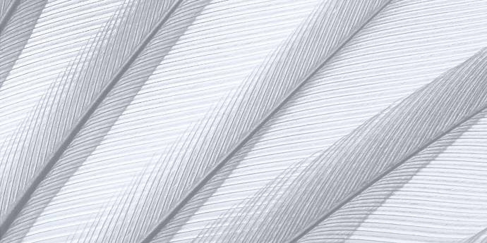 white fern pattern 