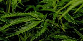 Cannabis and trade opportunities