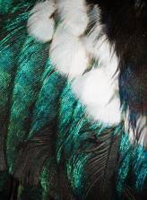 feathers tui