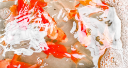 Implications of OECD responsible business conduct guidelines for NZ directors 