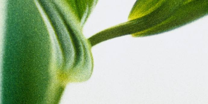 In memory of former Past-President Peter Clapshaw