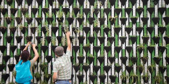 People planting plants on a plant wall