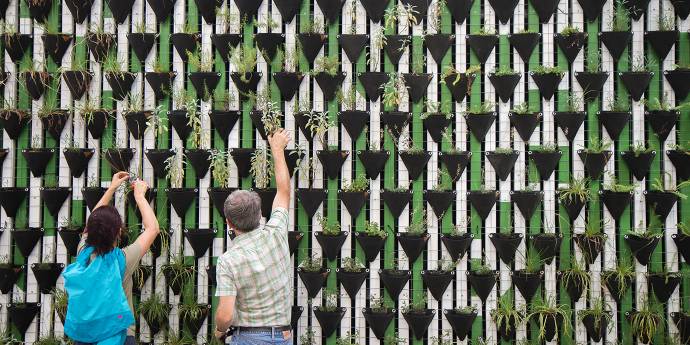 People planting plants on planter wall