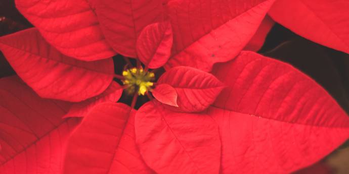 Red flower