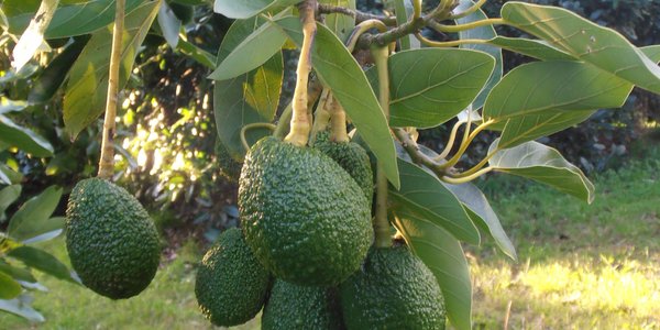 avocado tree