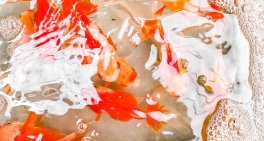 Implications of OECD responsible business conduct guidelines for NZ directors 