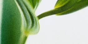 In memory of former Past-President Peter Clapshaw