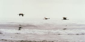 Five questions on nature governance for boards