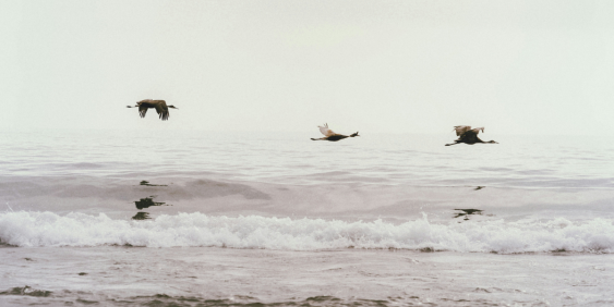 Five questions on nature governance for boards