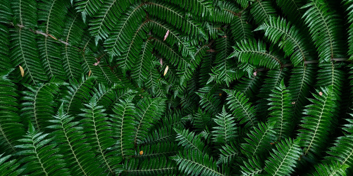 dark green ferns