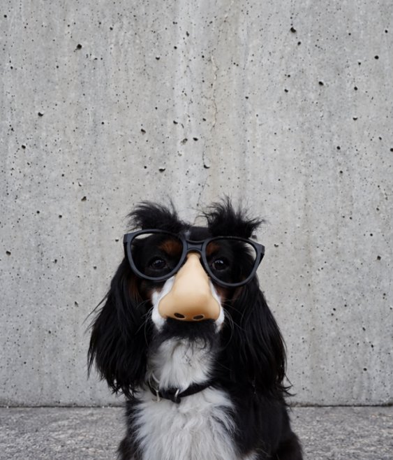 Borrowed credibility is not due diligence