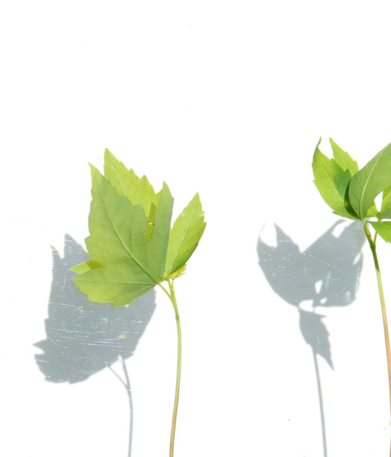 Family business governance: the backbone of sustainable growth