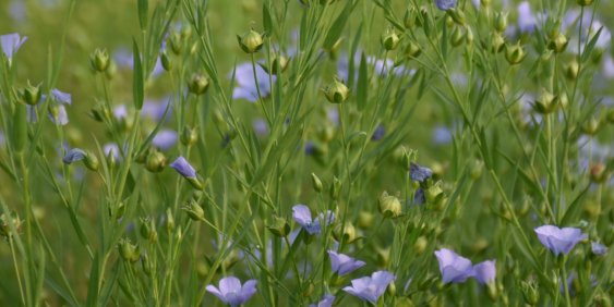 The business case for nature-based solutions